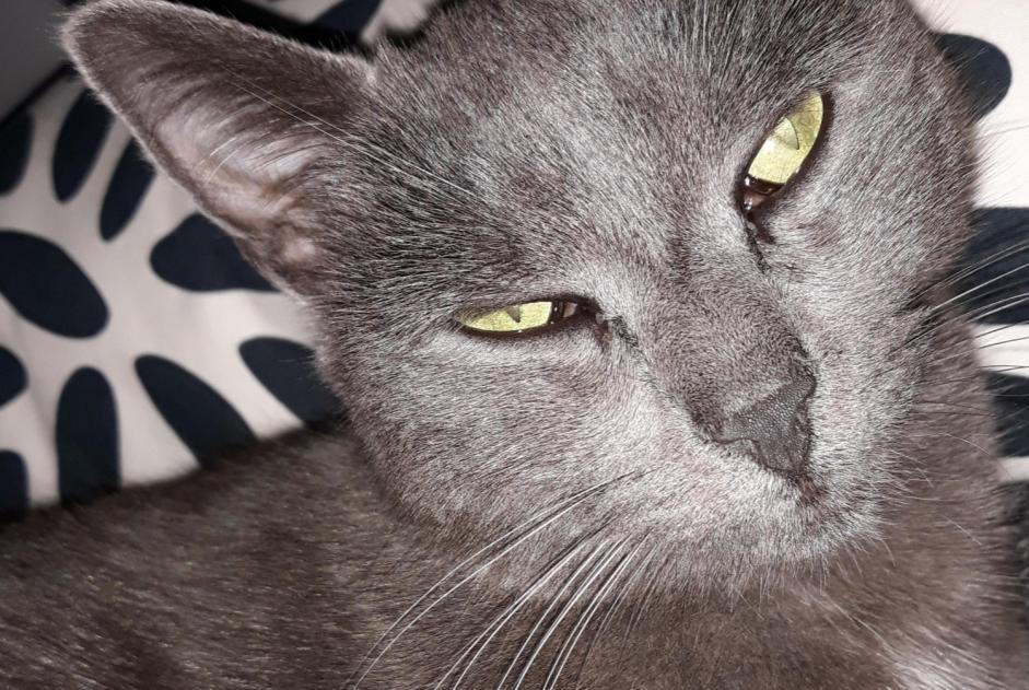 Vermisstmeldung Katze Weiblich , 9 jahre Saint-Marcellin-en-Forez Frankreich