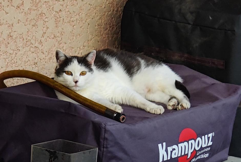 Vermisstmeldung Katze Weiblich , 5 jahre Lupé Frankreich