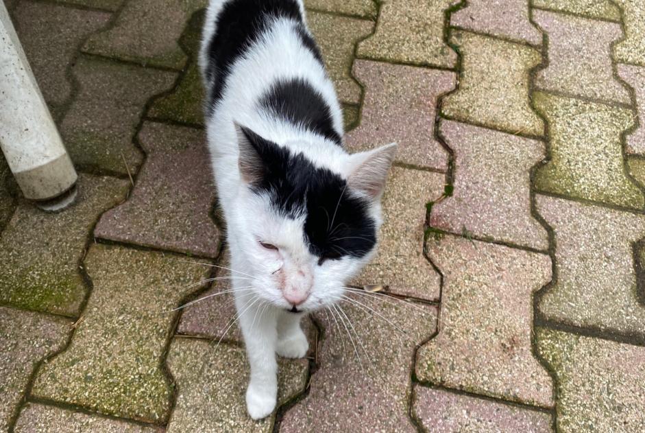 Discovery alert Cat Male Saint-Héand France