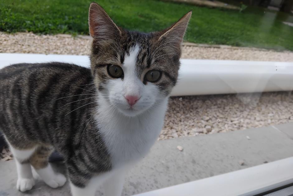 Alerte Découverte Chat Femelle Saint-Symphorien-de-Lay France